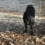 Chien louna à l adoption #2