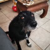 Chien louna à l adoption #3