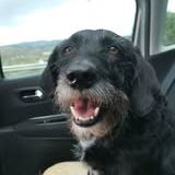 Chien louna à l adoption #4