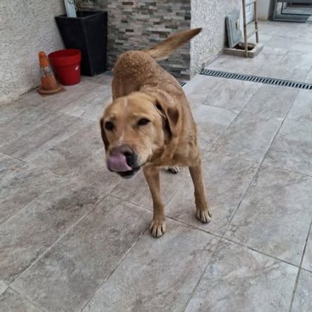 Chien milka à l adoption