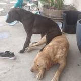 Chien milka à l adoption #3