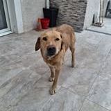 Chien milka à l adoption #2