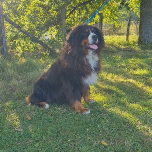 Femelle bouvier bernois 5 ans