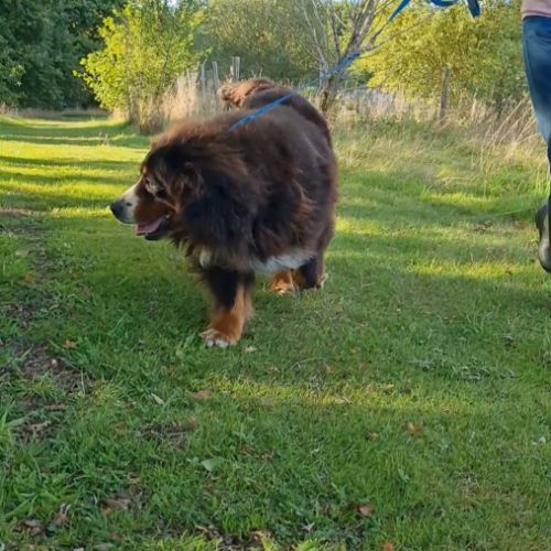 Femelle bouvier bernois 5 ans #2