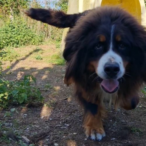 Femelle bouvier bernois 5 ans #3