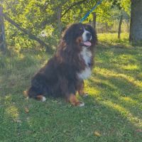 Femelle bouvier bernois 5 ans