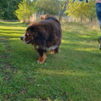 Femelle bouvier bernois 5 ans #2