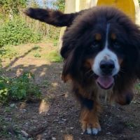 Femelle bouvier bernois 5 ans #3