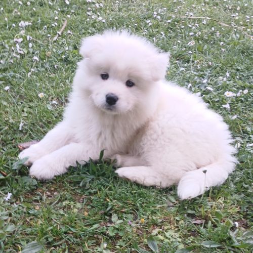 Adorables chiots samoyède lof, élevés #1