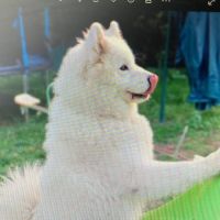 Adorables chiots samoyède lof, élevés #3