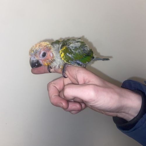 Bebe conure soleil
