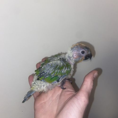 Bebe conure soleil #2
