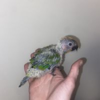 Bebe conure soleil #2