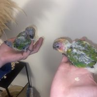 Bebe conure soleil #3