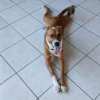 Aloka notre chouchou créole