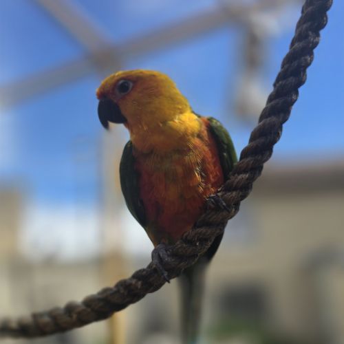 Conure jandaya #1