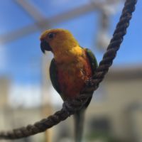 Conure jandaya #1