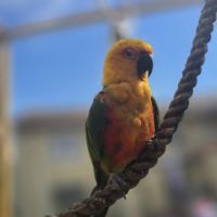 Conure jandaya #0