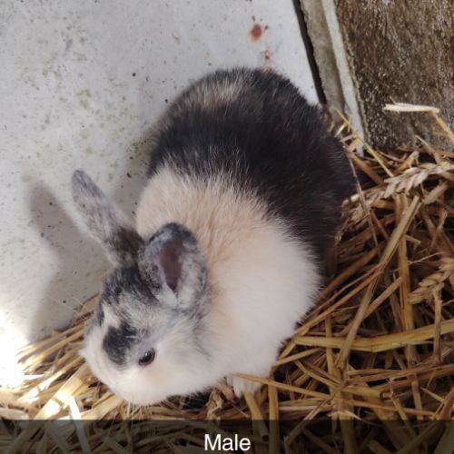 Anti-puces lapin et rongeurs, produits antiparasitaires