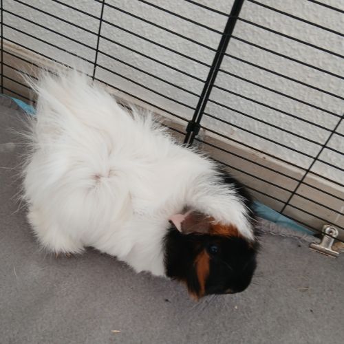 2 cochons d'inde + enclos complet #1