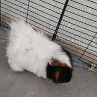 2 cochons d'inde + enclos complet #1