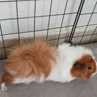 2 cochons d'inde + enclos complet #2