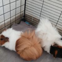 2 cochons d'inde + enclos complet #3