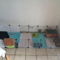 2 cochons d'inde + enclos complet #0