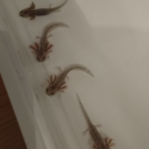 Axolotls sauvages #1