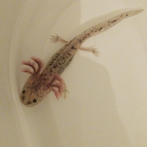Axolotls sauvages