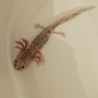 Axolotls sauvages #0