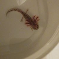 Axolotls sauvages #3