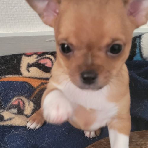 Chiots chihuahua