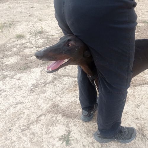 Rasmia, merveilleuse galga de 2 ans #2