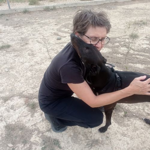 Rasmia, merveilleuse galga de 2 ans #4