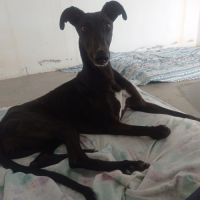 Rasmia, merveilleuse galga de 2 ans