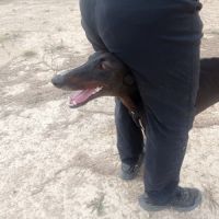 Rasmia, merveilleuse galga de 2 ans #2