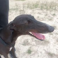 Rasmia, merveilleuse galga de 2 ans #3