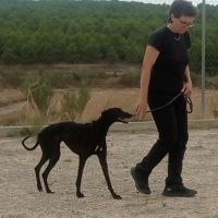Rasmia, merveilleuse galga de 2 ans #6