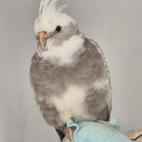 Calopsitte mâle face blanche panaché man