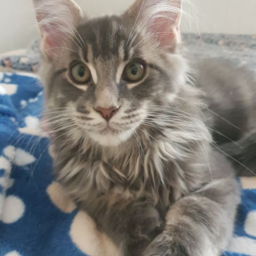 Chaton maine coon loof #2