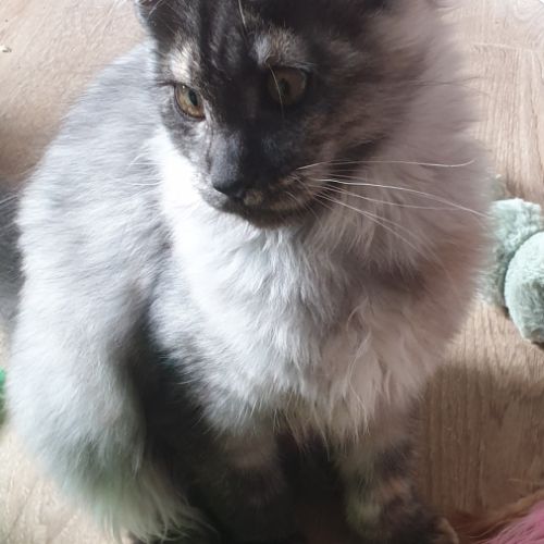 Chaton maine coon loof #3