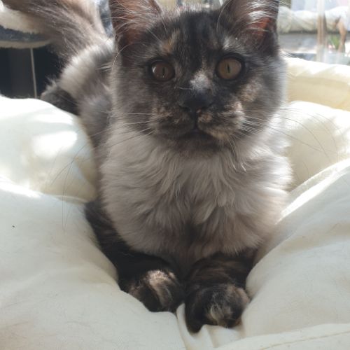 Chaton maine coon loof #5