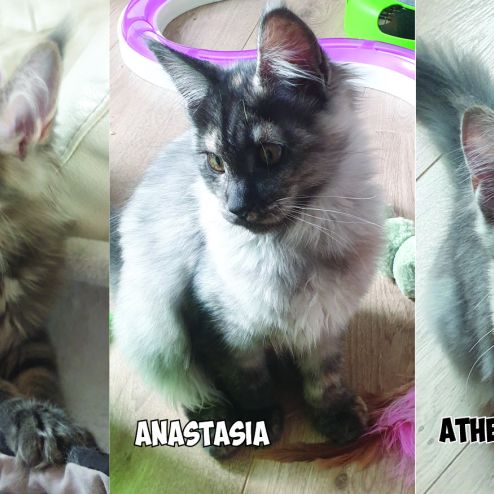 Chaton maine coon loof