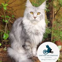 Chaton maine coon loof #1