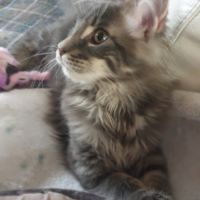 Chaton maine coon loof #4