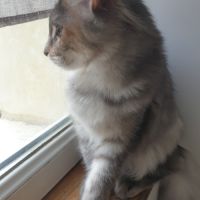 Chaton maine coon loof #6