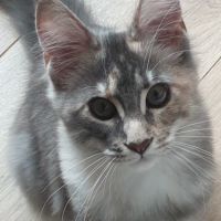 Chaton maine coon loof #7