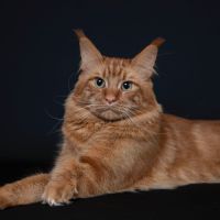 Chaton maine coon loof #8