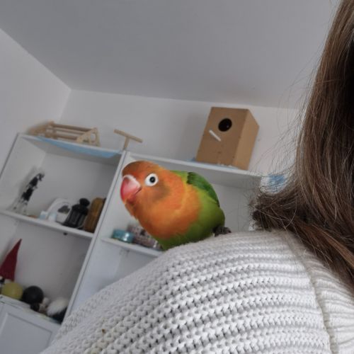 Inseparable fisher opaline eam